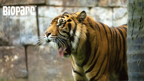 Entradas para Bioparc Fuengirola